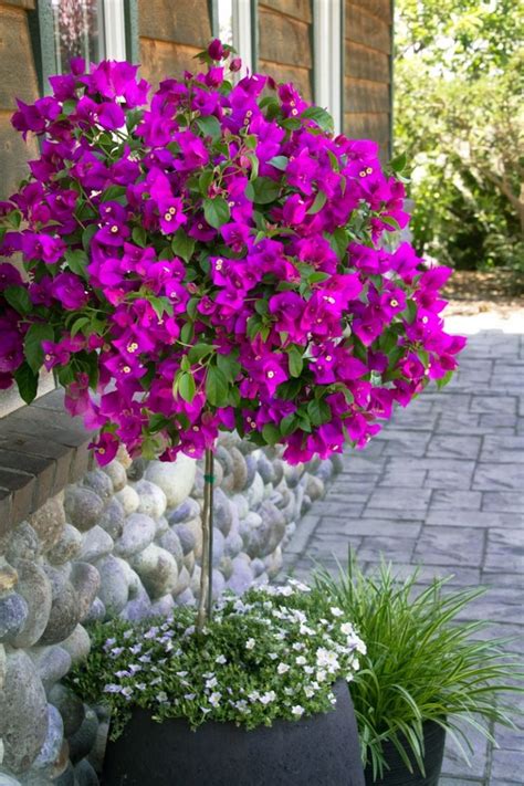Bougainvillier en pot protégé pour l'hiver