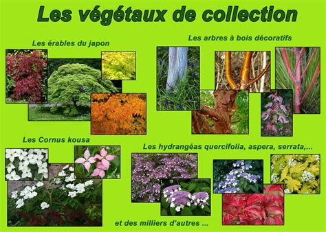 Infographie présentant les étapes de la reconnaissance des végétaux et les outils d'apprentissage associés