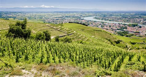Vue des vignobles de Condrieu