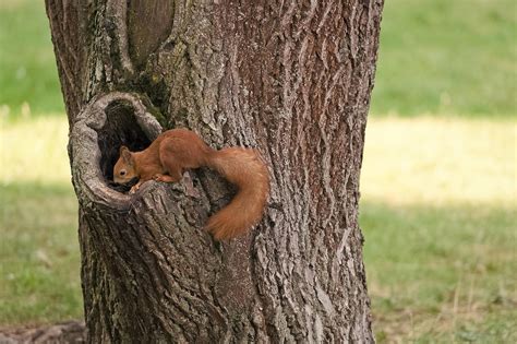 Un arbre greffé dans un environnement naturel sauvage