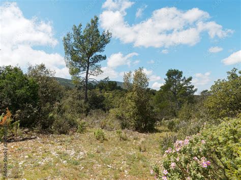 Paysage de garrigue transformé en verger diversifié