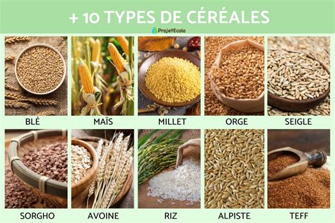Schéma illustrant la diversité des variétés de céréales anciennes