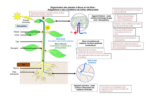 Schéma illustrant la concentration en principes actifs dans le bourgeon de plante, comparé à la plante adulte