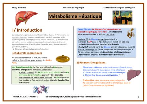 Infographie montrant le rôle du métabolisme hépatique et intestinal dans la régulation du cholestérol par les extraits de plantes