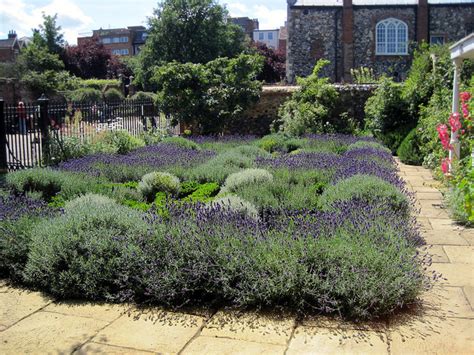 jardin avec plantes aromatiques