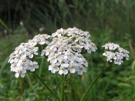 Plante d'Achillée Millefeuille en fleur