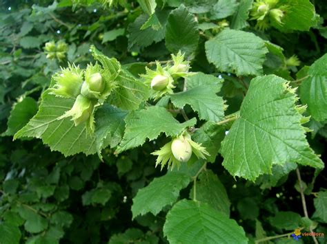 Feuilles et fruits du Noisetier