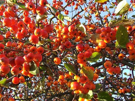 Photo macro de fruits de Malus 'Evereste' sous une fine couche de givre hivernal