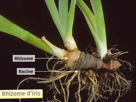 Schéma illustrant les différences entre rhizomes traçants et non-traçants (cespiteux)