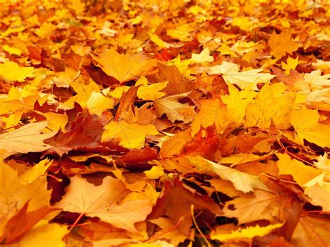 Tas de feuilles mortes colorées dans un jardin en automne