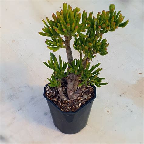Une Crassula Ovata Gollum installée dans un intérieur moderne