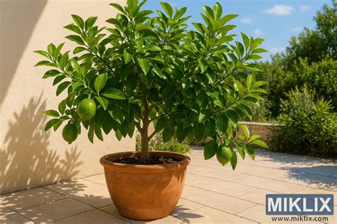 Citronnier en pot sur une terrasse ensoleillée
