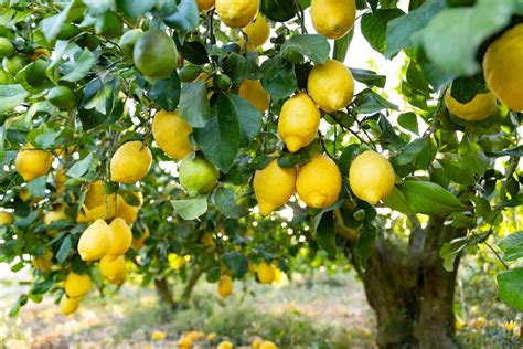 Citronnier bien entretenu avec des citrons mûrs