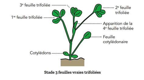 Schéma illustrant la composition d'une prairie : graminées, légumineuses et micro-trèfle