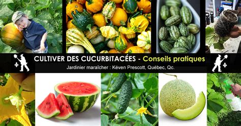 Diagramme d'hybridation des cucurbitacées