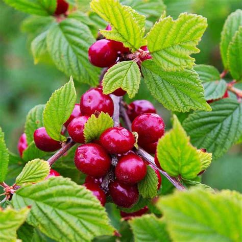 Prunus tomentosa avec fruits rouges