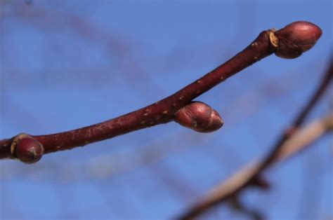 Feuilles du Prunus tomentosa