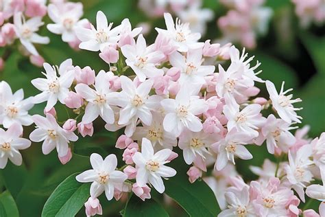 Haie fleurie de Prunus tomentosa