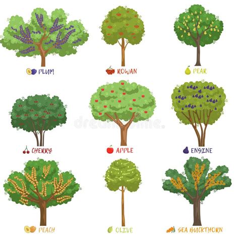 Illustrations de différentes variétés d'arbres fruitiers