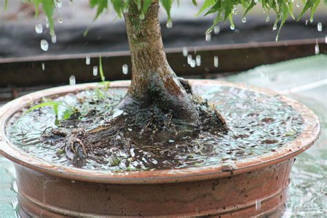 Arrosage d'un bonsaï avec un arrosoir à pomme fine