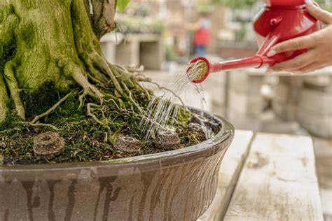 Types d'engrais pour bonsaï