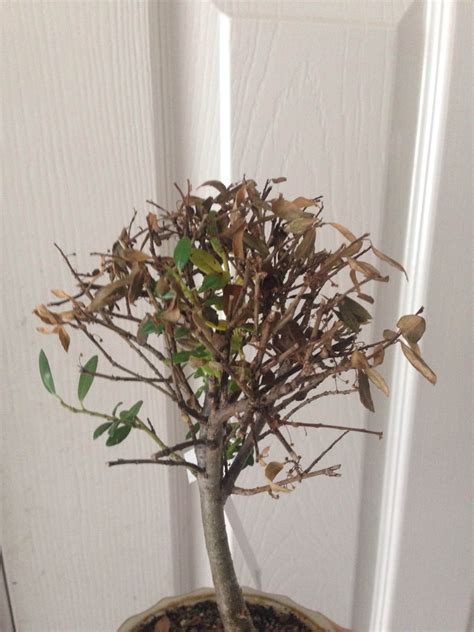 Feuilles de bonsaï atteintes par un parasite