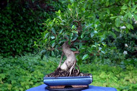 Plusieurs espèces de Ficus pour bonsaï