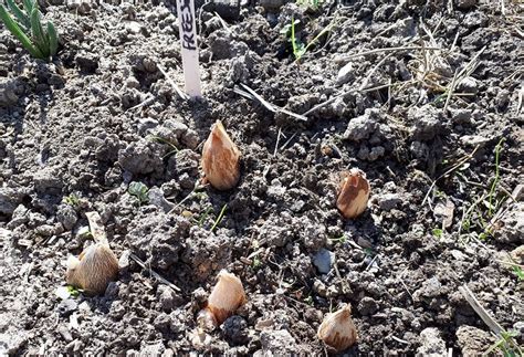 Exemple de plantation de bulbes estivaux en pleine terre