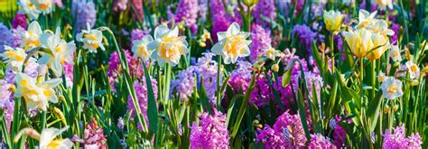Diversité des bulbes à fleurs selon les saisons