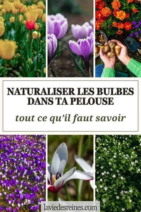 Exemple de bulbes naturalisés dans une pelouse