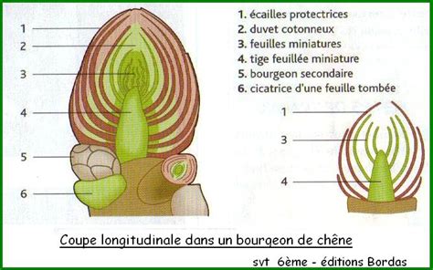 Coupe transversale d'un bulbe montrant le bourgeon floral et les écailles