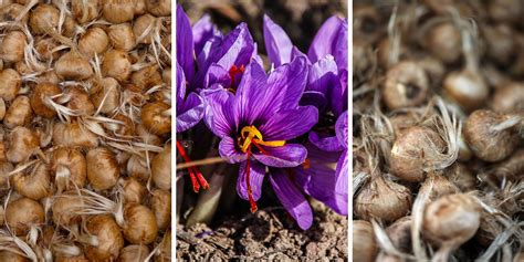 Bulbes de safran et leurs fleurs