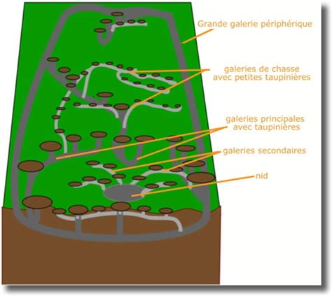 Schéma des galeries de taupes et campagnols