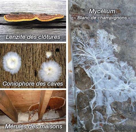 Signes d'infestation de champignons lignivores