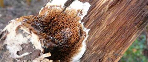 Facteurs favorisant le développement des champignons lignivores