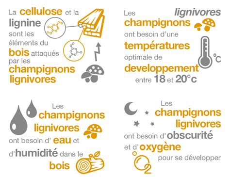 Processus de traitement des champignons lignivores