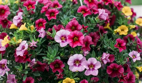 Calibrachoa en fleurs