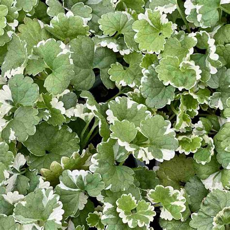 Glechoma hederacea 'Variegata' feuillage