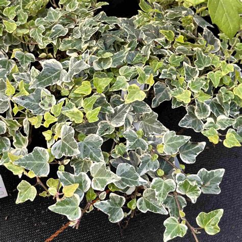 Lierre panaché Hedera helix