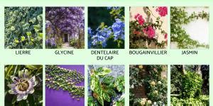 Types de plantes grimpantes et leurs méthodes d'accroche