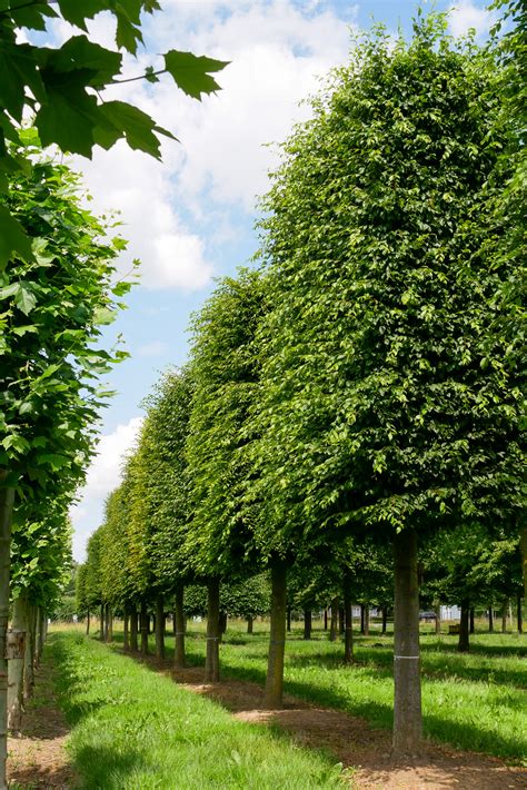 Instructions détaillées pour la plantation d'un Carpinus betulus