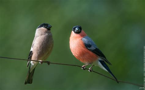 Schéma de l'anatomie du bouvreuil pivoine, mettant en évidence les différences de plumage entre mâle et femelle