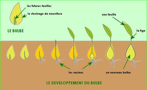 schéma cycle de vie d'un bulbe