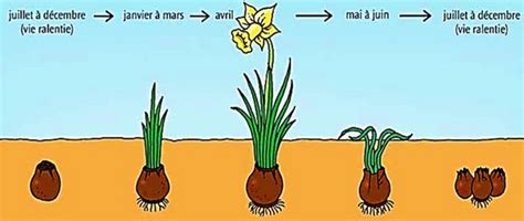 schéma multiplication des bulbes