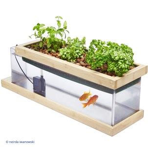 Aquarium-potager Potarium avec plantes aromatiques et poissons
