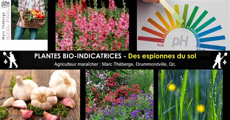 Plantes bio-indicatrices dans un jardin