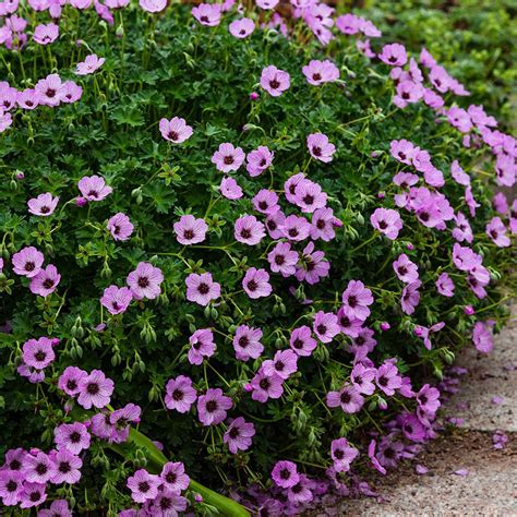 Geranium cinereum 'Ballerina' en pleine floraison