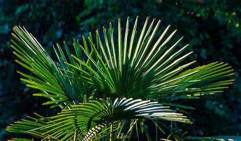 Plantes tropicales à grand feuillage