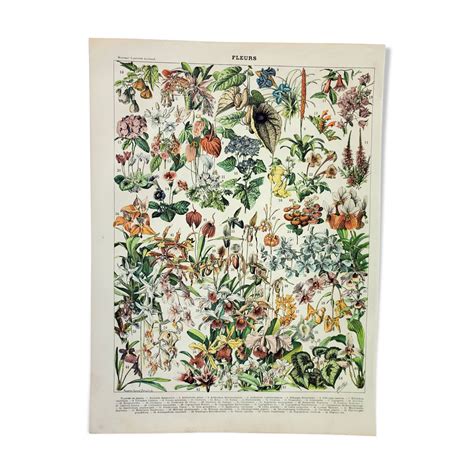 Gravure ancienne de plantes à feuillage coloré