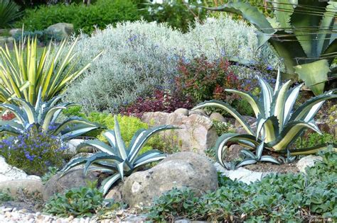 Massif de pleine terre avec Agave et Hosta